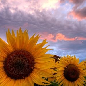 Meet your Posher, Katy